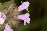 Wild basil 